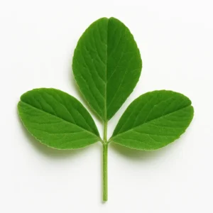 Alfalfa (Medicago sativa)