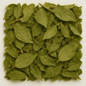 Gymnema sylvestre (Gymnema sylvestre)