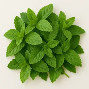 Mint/Pudina (Mentha arvensis)