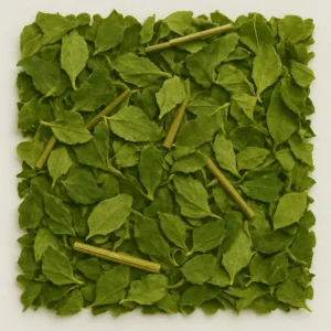 Moringa (Moringa oleifera)
